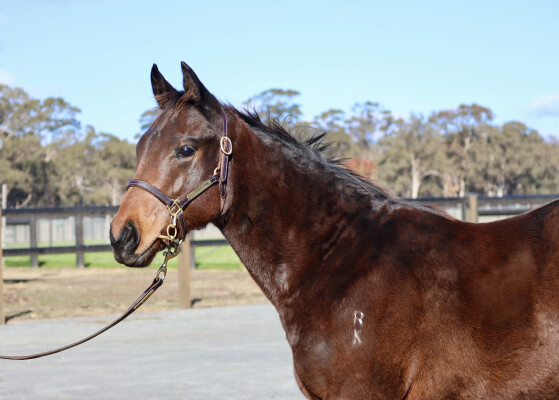 Lot 20: Tassort / Colour Drops