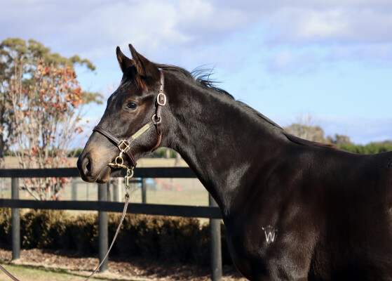 Lot 28: Better Than Ready / Could it be Magic
