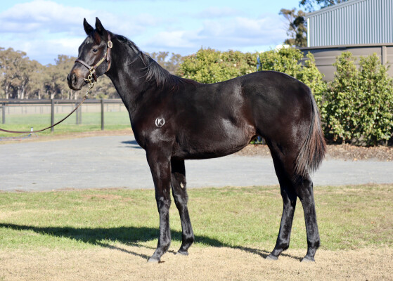 Lot 42: Pierata / Diapason (NZ)