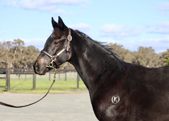 Lot 42: Pierata / Diapason (NZ)