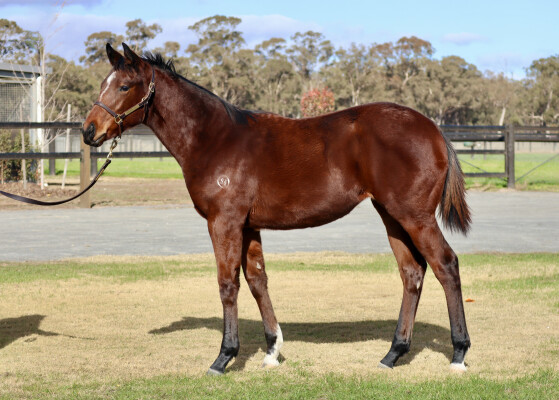 Lot 60: Shalaa (IRE) / Enthuse