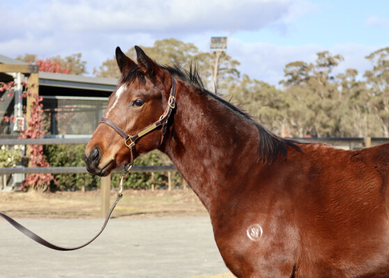 Lot 60: Shalaa (IRE) / Enthuse