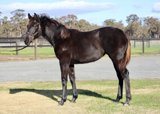 Lot 212: Wooded (IRE) / Saxy Grace