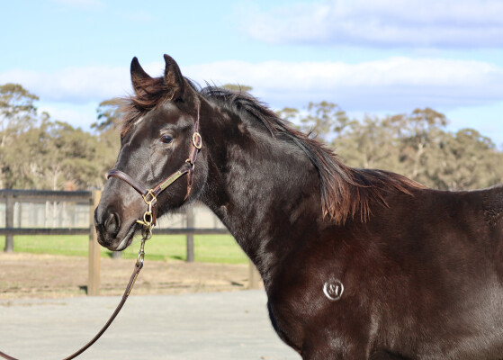 Lot 212: Wooded (IRE) / Saxy Grace