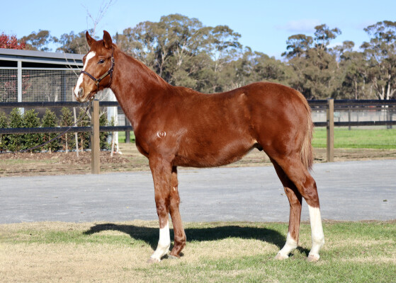 Lot 104: Churchill (IRE) / Island Pago