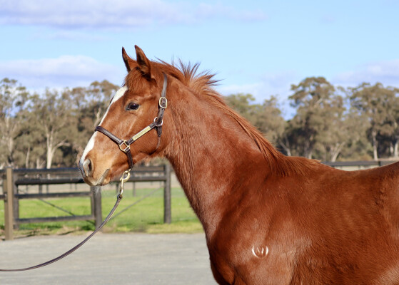 Lot 104: Churchill (IRE) / Island Pago