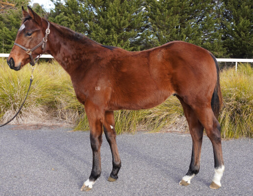 Lot 157: Zousain / Mischief n Mayhem (GB)