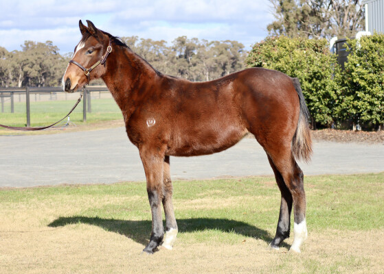 Lot 256: Spirit of Boom / Thuwaany