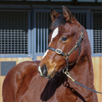 Lot 41: Toronado (IRE) / Diablotine (IRE)