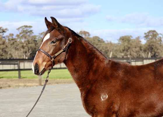 Lot 256: Spirit of Boom / Thuwaany