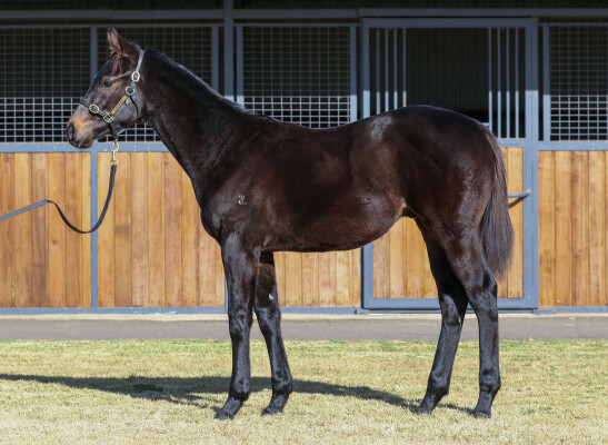Lot 49: Russian Camelot (IRE) / Duchess Kate (NZ)
