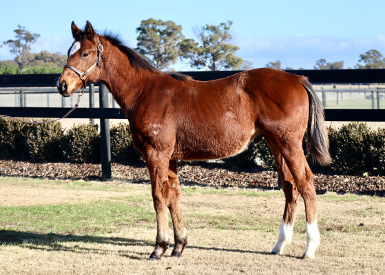 Lot 279: Home Affairs / Zero Sum Game