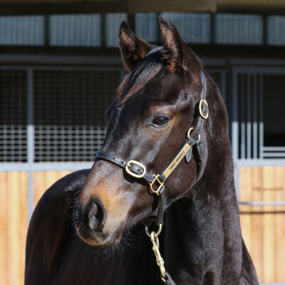 Lot 49: Russian Camelot (IRE) / Duchess Kate (NZ)