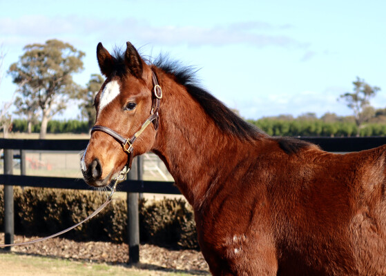 Lot 279: Home Affairs / Zero Sum Game