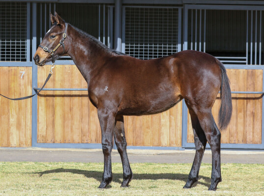 Lot 80: Bivouac / Full Sun (GB)