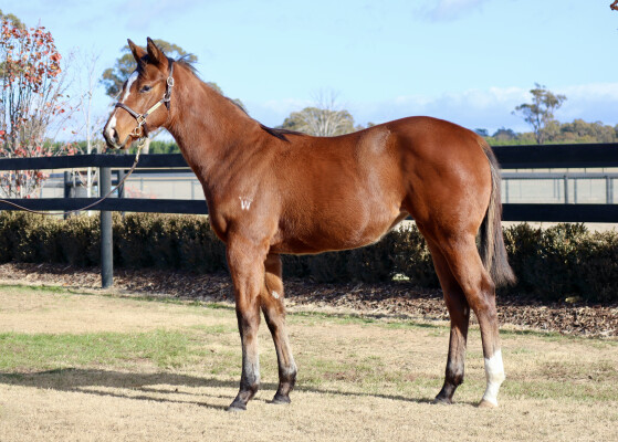 Lot 315: Justify (USA) / Berdini's Girl