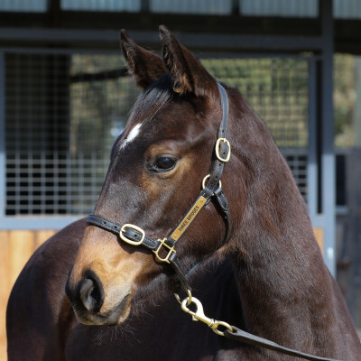 Lot 80: Bivouac / Full Sun (GB)