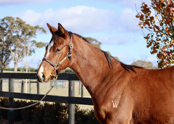 Lot 315: Justify (USA) / Berdini's Girl