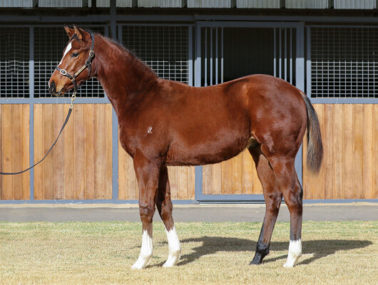 Lot 102: Toronado (IRE) / Into the Mist