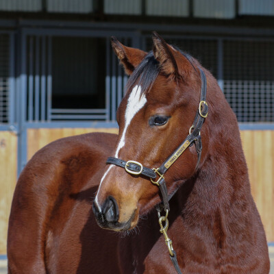 Lot 102: Toronado (IRE) / Into the Mist