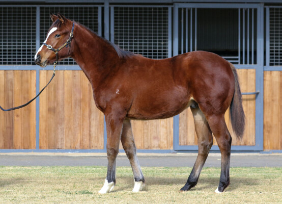 Lot 111: Toronado (IRE) / Just a Blur