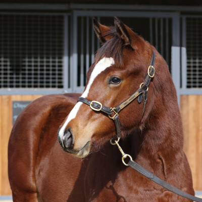 Lot 111: Toronado (IRE) / Just a Blur