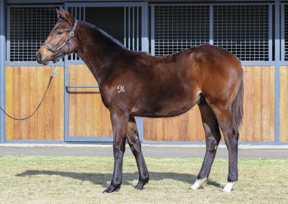 Lot 146: Star Turn / Mariha (IRE)