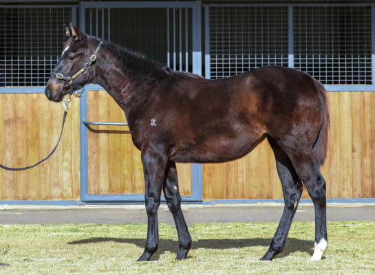 Lot 163: Pinatubo (IRE) / Moderate