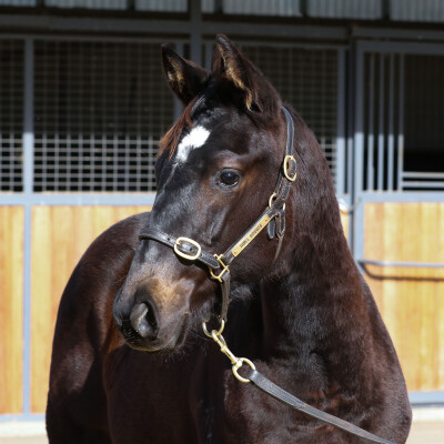 Lot 163: Pinatubo (IRE) / Moderate