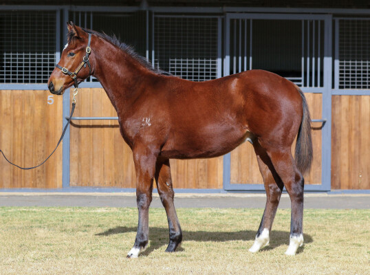 Lot 225: Toronado (IRE) / Sizzling Ace