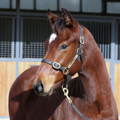 Lot 225: Toronado (IRE) / Sizzling Ace
