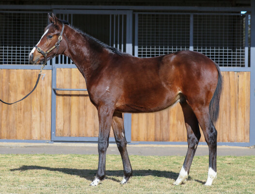 Lot 302: Russian Camelot (IRE) / Avila