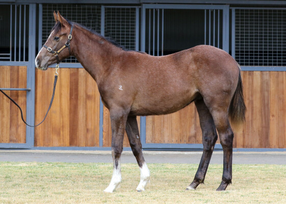 Lot 321: Zoustar / Clear for Take Off (GB)