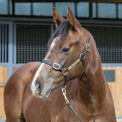 Lot 321: Zoustar / Clear for Take Off (GB)