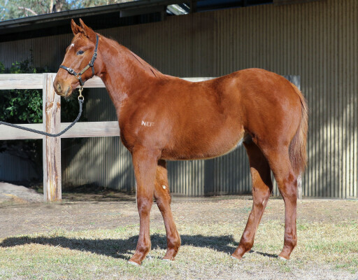 Lot 158: Ilovethiscity / Miss Begotten