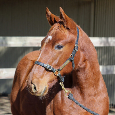 Lot 158: Ilovethiscity / Miss Begotten