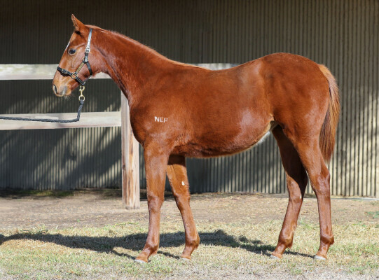 Lot 165: Ilovethiscity / Moorish (NZ)