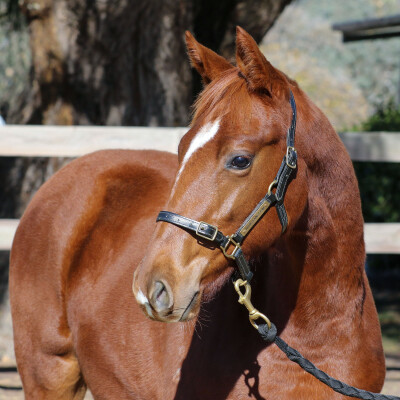 Lot 165: Ilovethiscity / Moorish (NZ)