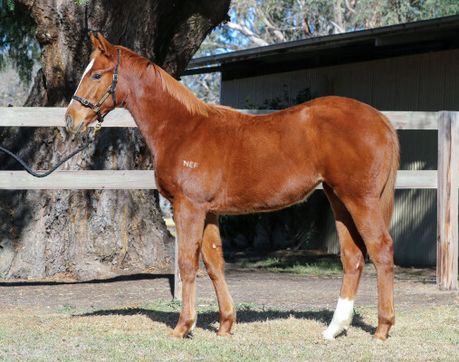 Lot 177: Ilovethiscity / Oamaru Rose