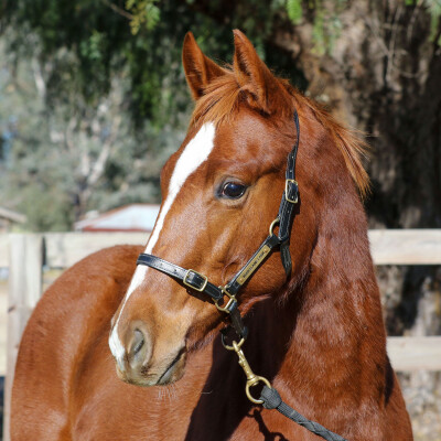 Lot 177: Ilovethiscity / Oamaru Rose