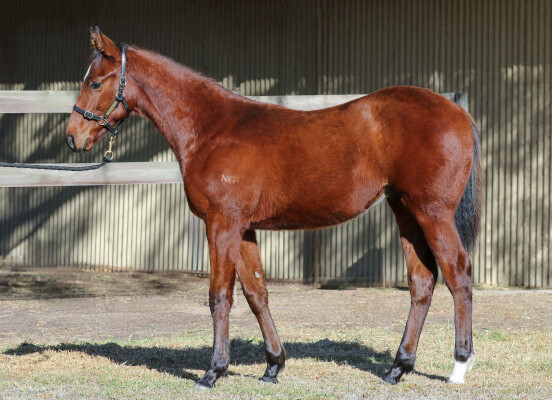 Lot 311: Ilovethiscity / Bel Franc