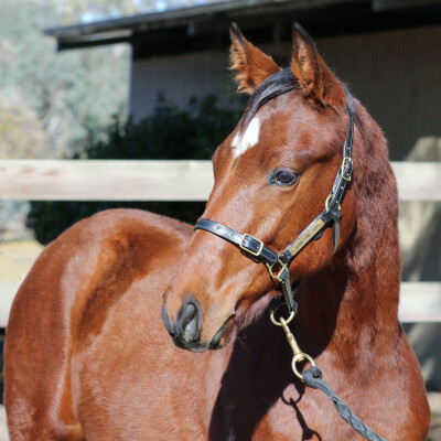 Lot 311: Ilovethiscity / Bel Franc