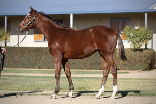 Lot 130: Jacquinot / Lankan Gold