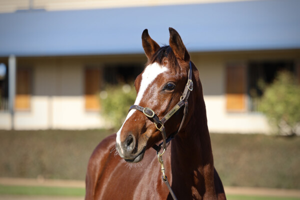 Lot 130: Jacquinot / Lankan Gold