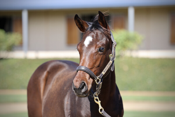 Lot 141: Toronado (IRE) / Magrosso