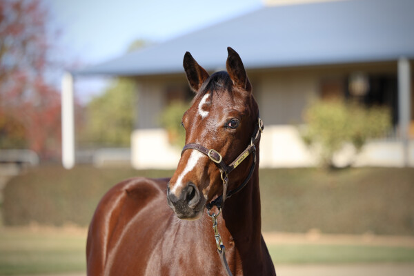 Lot 183: Microphone / Our Ransom Star