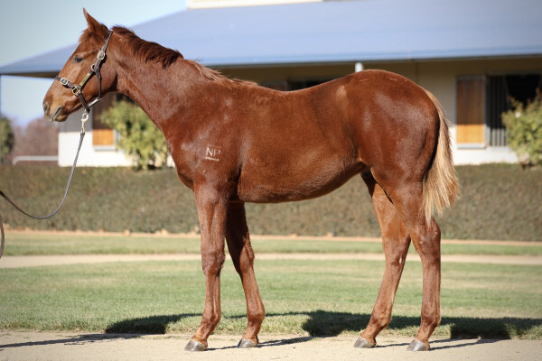 Lot 203: King's Legacy / Red Sparrow