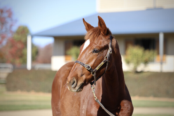 Lot 203: King's Legacy / Red Sparrow