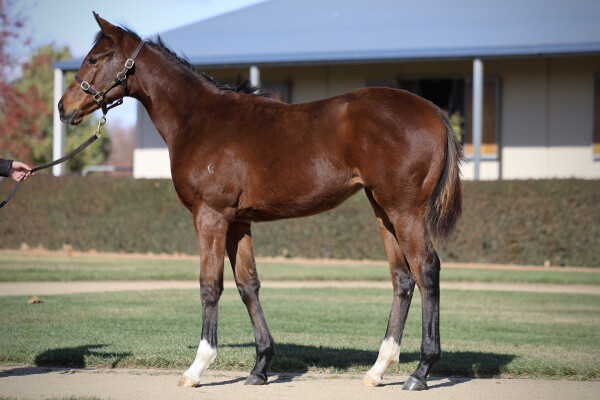 Lot 293: Toronado (IRE) / Anise
