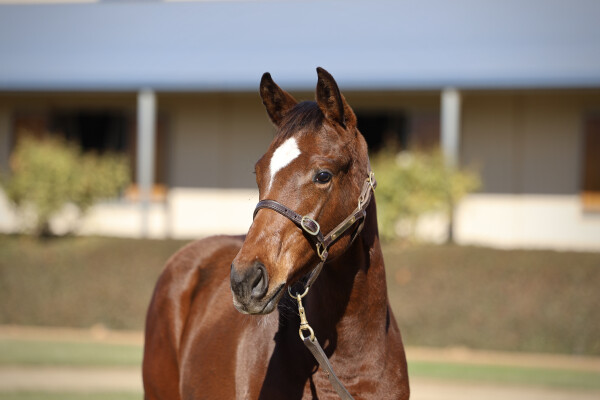 Lot 293: Toronado (IRE) / Anise
